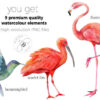 Watercolor Exotic Tropical Birds Clipart