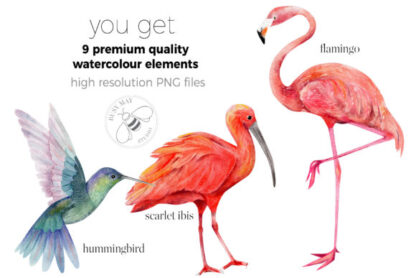 Watercolor Exotic Tropical Birds Clipart