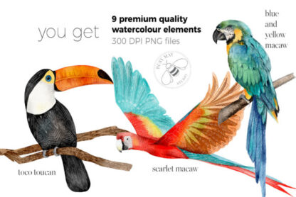 Watercolor Exotic Tropical Birds Clipart