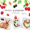 Watercolor Raspberry Graphics Clipart