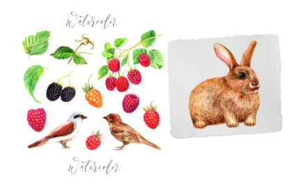 Watercolor Raspberry Graphics Clipart